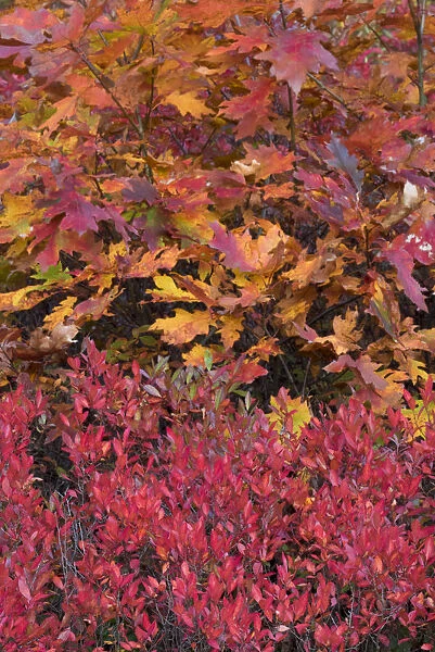 USA, Maine. Colorful autumn colors of Low Bush Blueberry and Bigleaf Maple, Acadia National Park