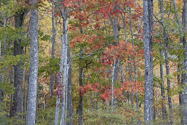 USA, Maine. Colorful autumn foliage in the forests of Sieur de Monts Nature Center