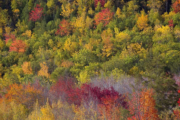 USA, Maine. Fall foliage in Acadia National Park