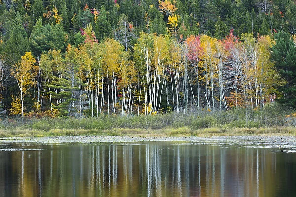 USA, Maine. Fall reflections at Beaver Dam Pond in Acadia National Park