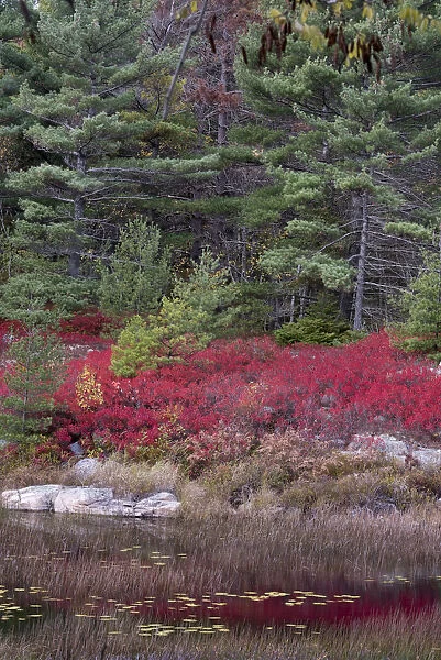 USA, Maine. Low bush blueberry and evergreen, New Mills Meadow Pond, Acadia National Park