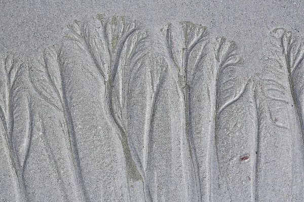 USA, Maine, Pine Point. Forest-like beach sand patterns