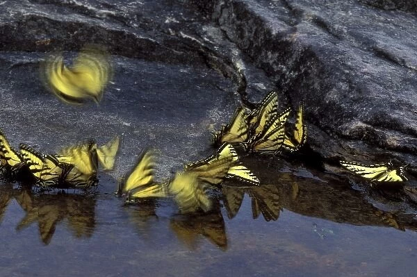 USA, Michigan, Upper Peninsula, Canadian tiger swallowtail butterflies gather at