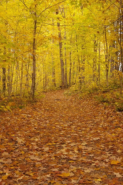 USA, Michigan, Upper Peninsula. Fallen maple leaves on trail