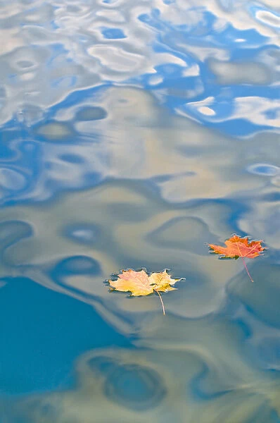 USA, Michigan, Upper Peninsula. Two leaves floating on Petes Lake amid cloud reflections