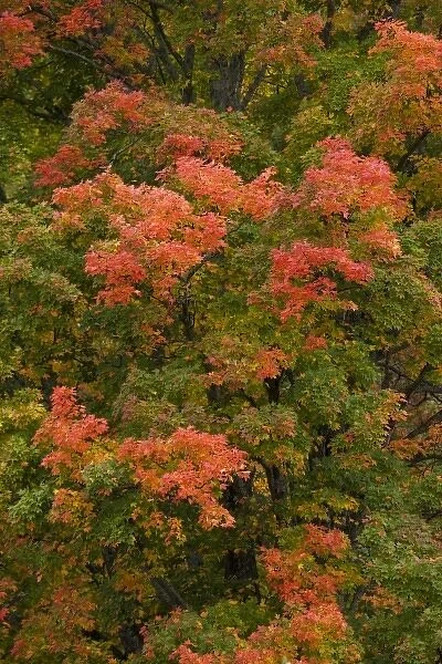 USA, Michigan, Upper Peninsula. Red maple tree in brilliant autumn colors