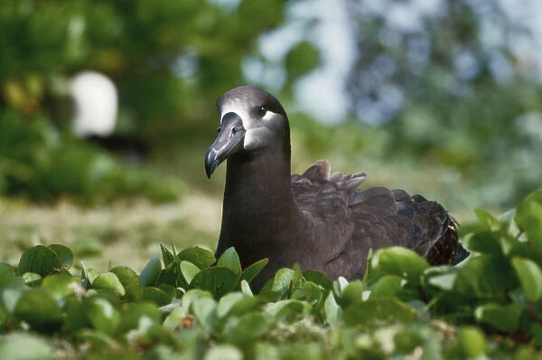 USA, Midway Atoll National Wildlife Refuge, Black-footed Albatross (Phoebastria nigripes)