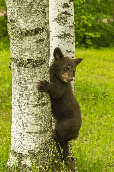 USA, Minnesota, black bear cub climbing tree, captive