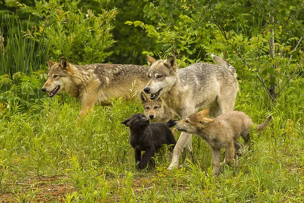 USA, Minnesota, Pine County. Adult wolves and pups. Credit as