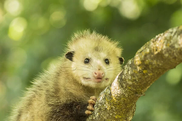 USA, Minnesota, Pine County. Captive adult opossum