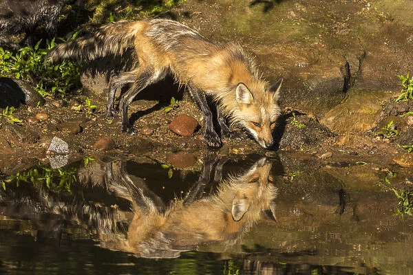 USA, Minnesota, Pine County. Captive red fox drinking
