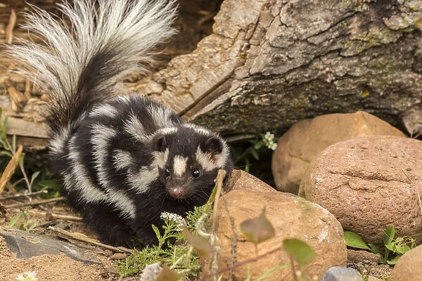 USA, Minnesota, Pine County. Captive spotted skunk
