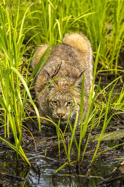 USA, Minnesota, Pine County. Lynx close-up. Credit as: Cathy & Gordon Illg  /  Jaynes