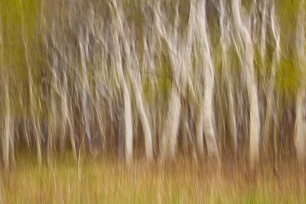 USA, Montana. Aspen forest abstract. Credit as: Don Paulson  /  Jaynes Gallery  /  DanitaDelimont