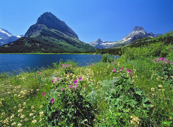 USA, Montana, Glacier NP. Wildflowers abound on the nature trail around Swiftcurrent Lake and Mt
