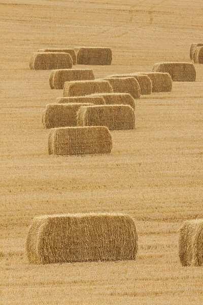 Usa, Montana, near Drummond. Bales of hay in a field that has just been harvested
