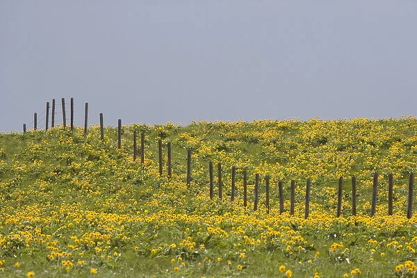 USA, Montana, Rocky Mountain Front. Balsamroot wildflowers grow in field with fence