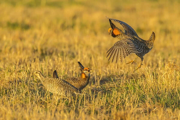 USA, Nebraska, Sand Hills. Male greater prairie chickens fighting
