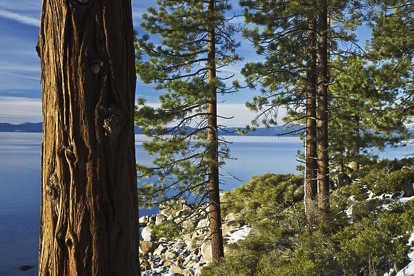 USA, Nevada, Lake Tahoe. Ponderosa pines on lake shore