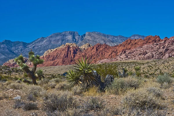 USA, Nevada, Las Vegas, Red Rock National Conservation Area, Calico Hills North