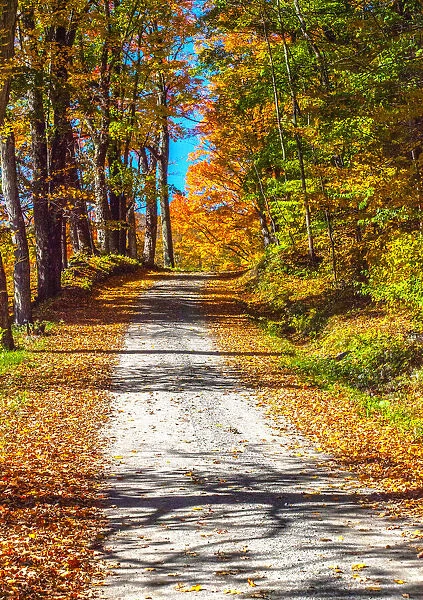 USA, New England, Vermont gravel road lined with sugar maple in full Fall color