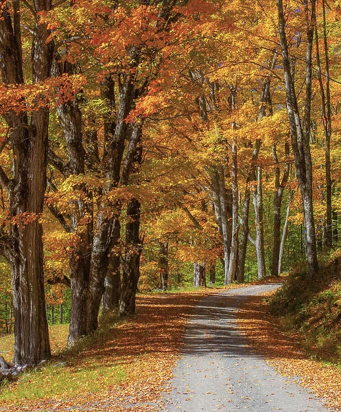USA, New England, Vermont gravel road lined with sugar maple in full Fall color
