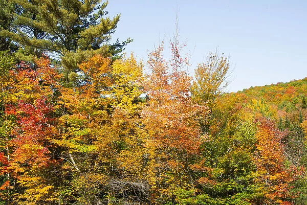 USA, New Hampshire, fall foliage Bretton Woods at base of Mount Washington