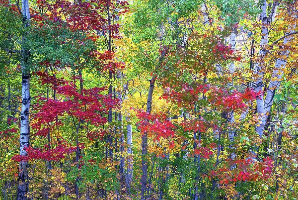 USA, New Hampshire, Gorham, Fall colors with grove of White Birch and Maple trees