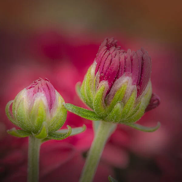 USA, New Jersey, Rio Grande. Close-up of carnation flower buds in garden
