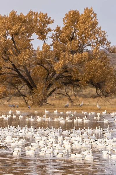 USA, New Mexico, Bosque Del Apache National Wildlife Refuge. Flock of geese and cottonwood tree