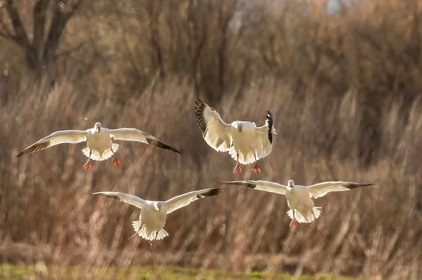 USA, New Mexico, Bosque del Apache National Wildlife Refuge. Backlit snow geese landing
