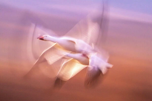 USA, New Mexico, Bosque Del Apache National Wildlife Refuge. Blur of snow geese flying