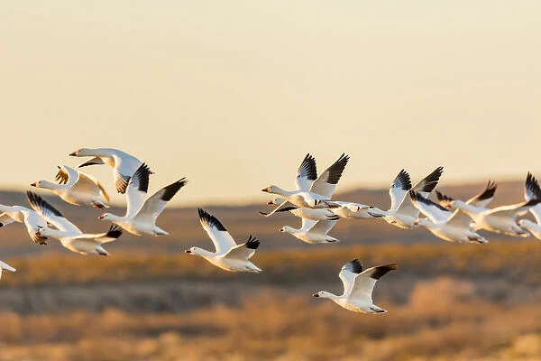 USA, New Mexico, Bosque del Apache Natural Wildlife Refuge. Mixed geese flying. Credit as