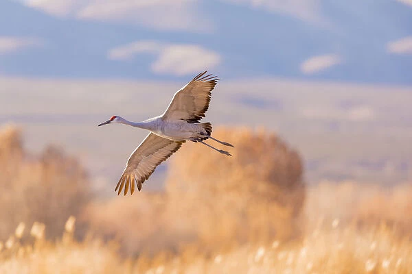 USA, New Mexico, Bosque del Apache Wildlife Refuge. Sandhill crane landing. Credit as