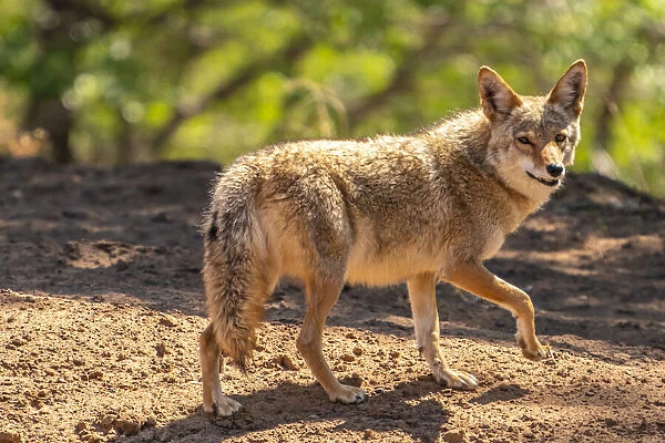 USA, New Mexico. Close-up of coyote