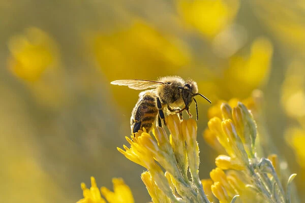 USA, New Mexico. Honey bee on rabbitbrush