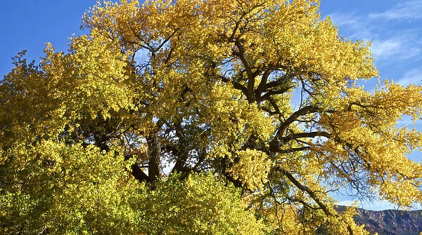 USA, New Mexico. Jemez Mountains Fall Foliage