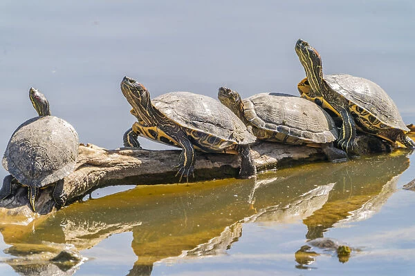 USA, New Mexico, Rio Grande Nature Center State Park. Red-eared slider turtles resting on log