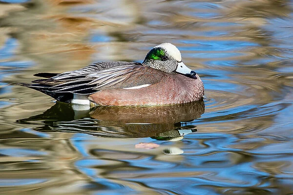 USA, New Mexico, Socorro. American wigeon in small pond