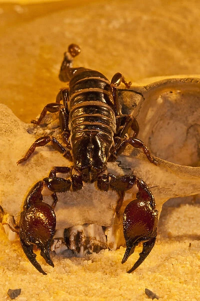 USA, North Carolina. Tasmanian red-clawed scorpion