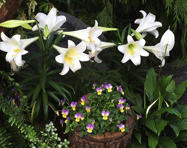USA, Ohio, Cincinnati, Easter lily flowers, close-up