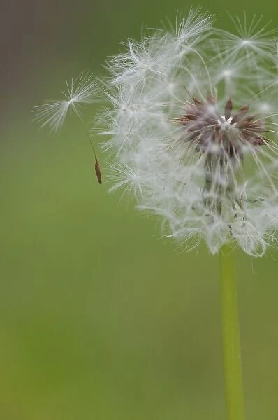 USA, Ohio, Cincinnati. A seedling falls off a dandelion clock