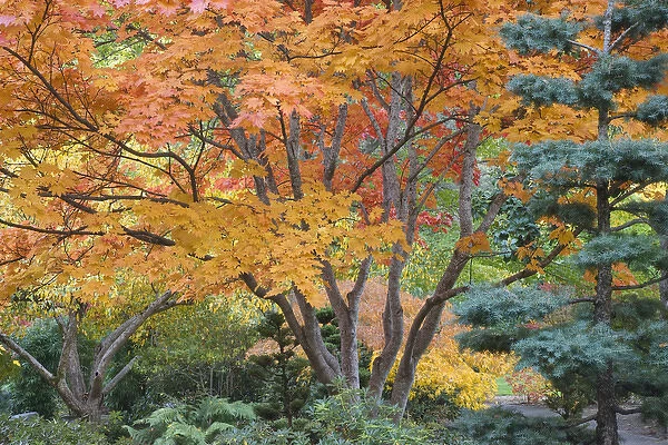 USA, Oregon, Ashland. Lithia Park trees in the Japanese Garden. Credit as: Don Paulson