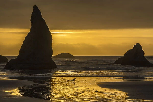 USA, Oregon, Bandon Beach. Wizards Hat formation at sunset