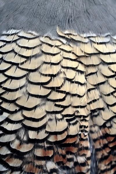 USA, Oregon, Bend. A detail of the belly feathers of a California quail shows the