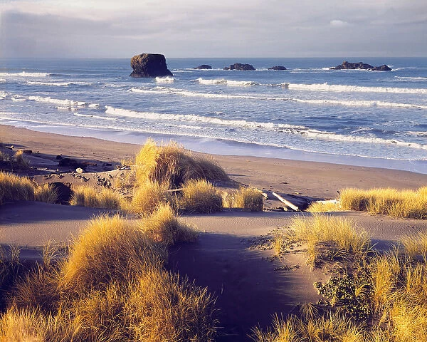 USA, Oregon, Cape Sebastian SP. Beach grasses turn gold in the autumn at Cape Sebastian State Park
