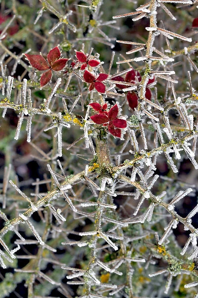 USA, Oregon. Close-up of frosted cotoneaster plant