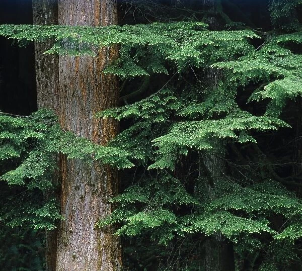 USA, Oregon, Corvallis. New Douglas fir growth shades the trunk of an old growth