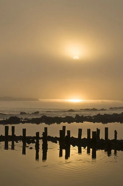 USA, Oregon. Foggy sunrise on Bandon Beach pilings