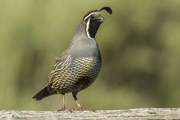 USA, Oregon, Harney County, California quail